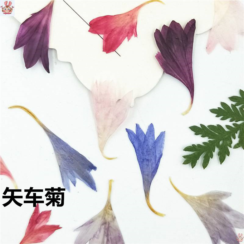 20 Plant Specimens, Cornflower - Resin Art Baby recension och pris