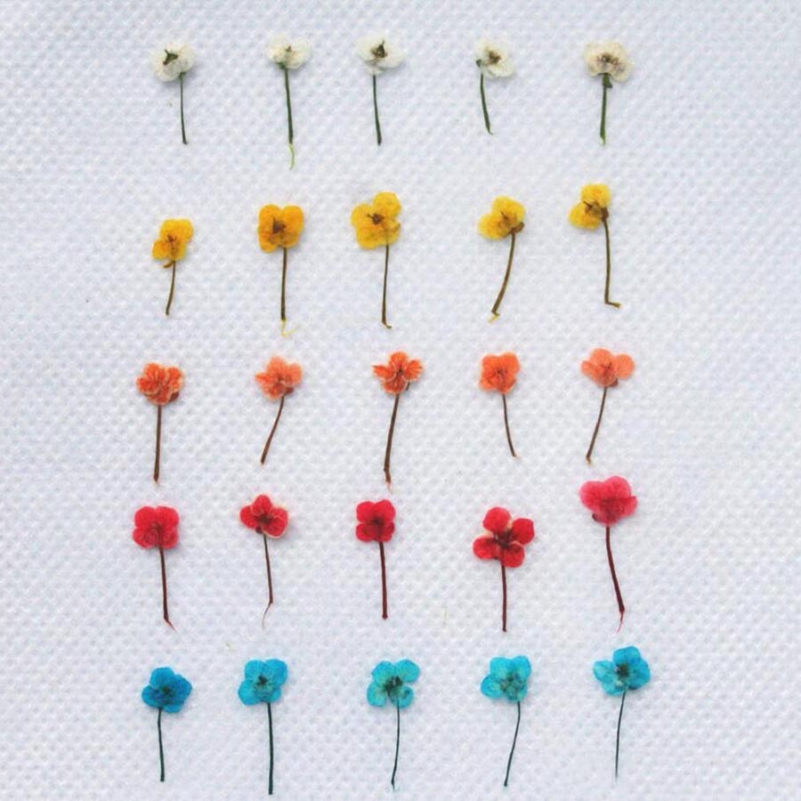 60pcs Mini Pressed Dried Flowe - Resin Art Baby recension och pris